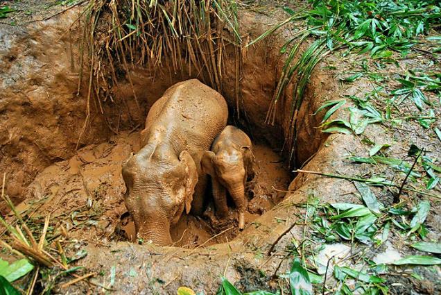 Mother and baby elephants in a pit.