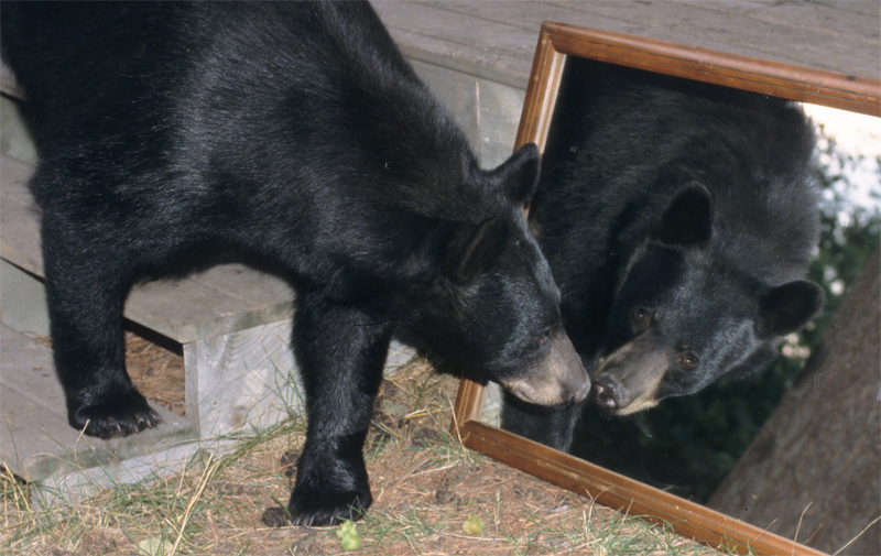 Bear looking at its reflection in a mirror.