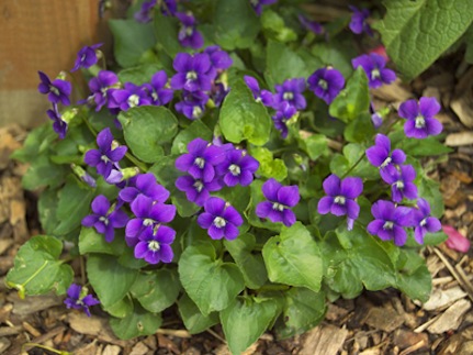 Violets