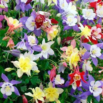 Columbines
