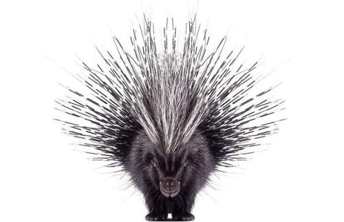 porcupine with its quills standing on end