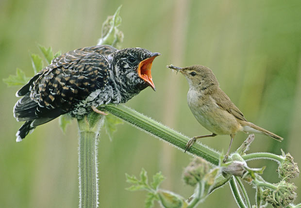 Cuckoo