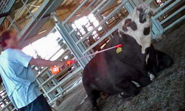 Electric cattle prod used on a bull