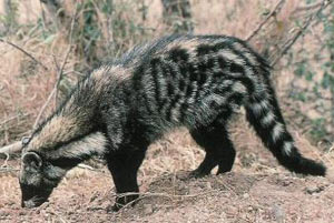 Civet cat