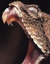 Serpent's tooth