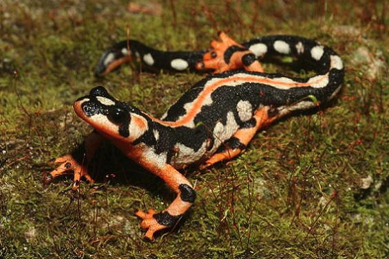 Kaiser's Spotted Newt
