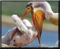 Pelican chick crop feeding