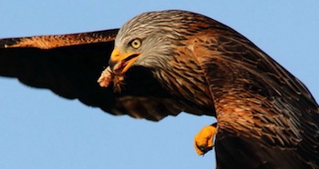 kite feeding