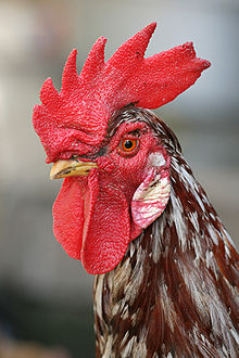 rooster coxcomb