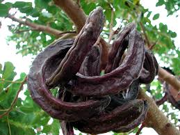 locusts on a carob tree