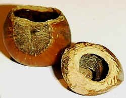 Hazlenut shells