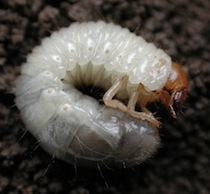 grub