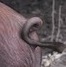 Tithe pig tail