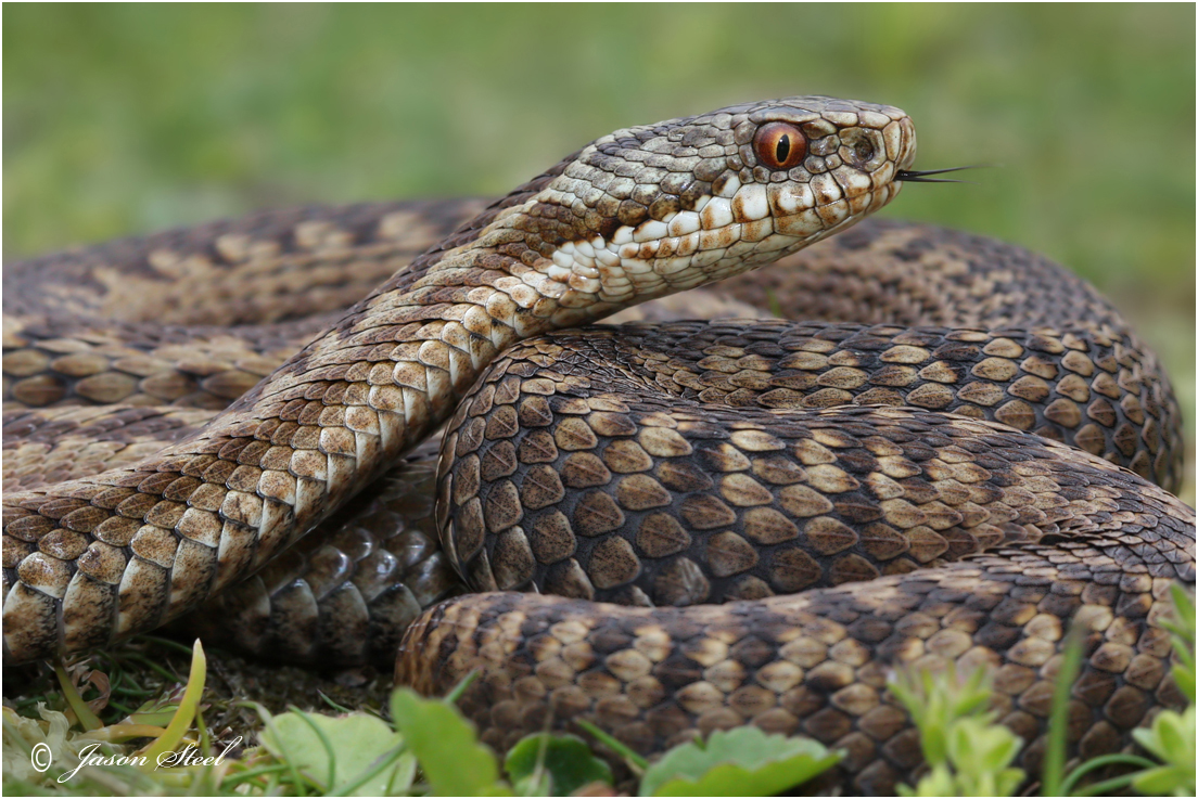 adder showing forked tongue