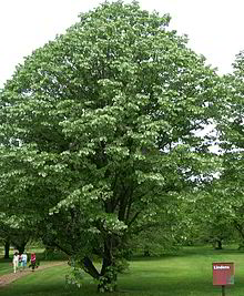 Linden tree, known in England as lime tree