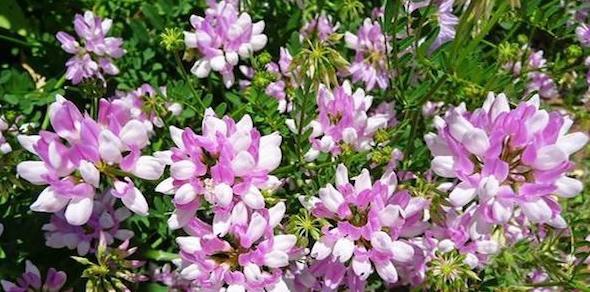 Crown Vetch
