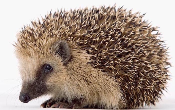 hedgehog