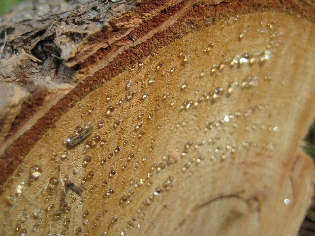 pitch oozing from the end of a log